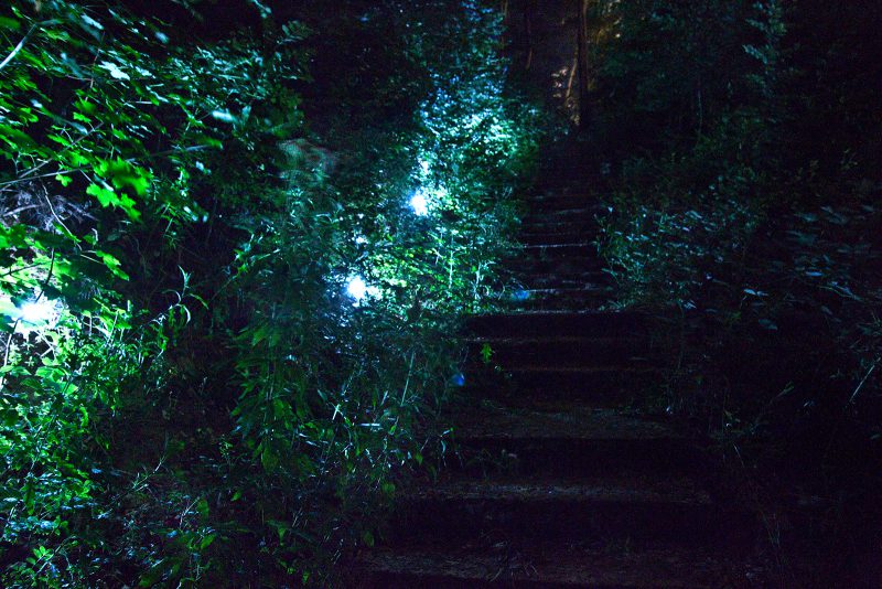Mette Light | The Forest Ingvartsen